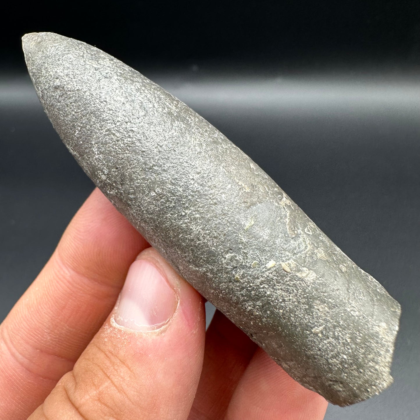 Belemnite (Fossil Squid) shell fossil with box and stand - Whitby, North Yorkshire Jurassic Coast Yorkshire Fossils