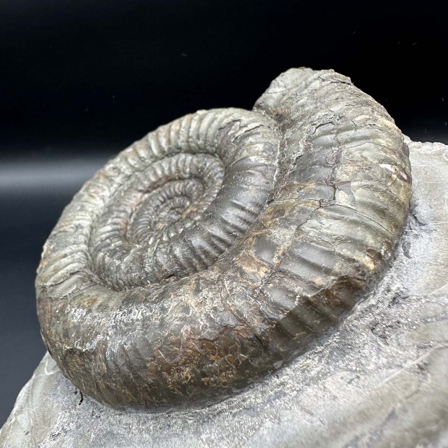 Catacoeloceras Sp. ammonite fossil - Whitby, North Yorkshire Jurassic Coast Yorkshire Fossils