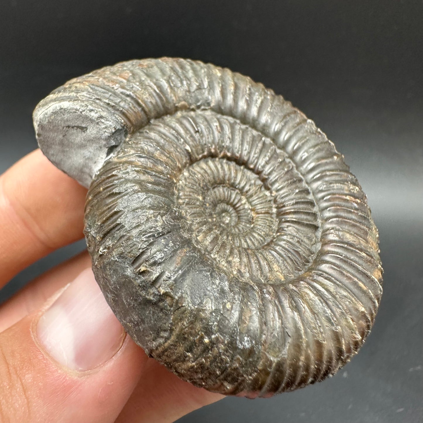 Catacoeloceras Sp. ammonite fossil with box and stand- Whitby, North Yorkshire Jurassic Coast Yorkshire Fossils