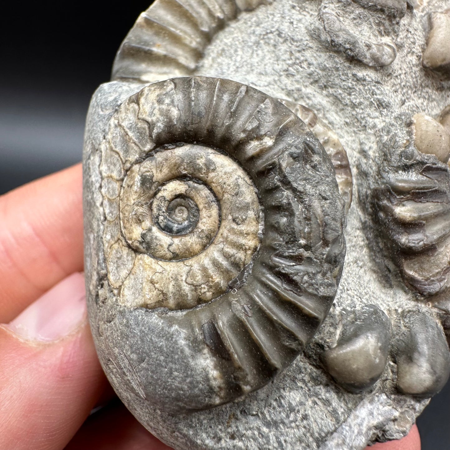 Arnioceras ammonite shell fossil with box and stand - Whitby, North Yorkshire Jurassic Coast Yorkshire Fossils