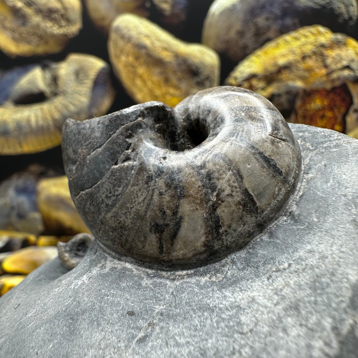 Nautilus fossil - Whitby, North Yorkshire Jurassic Coast, Yorkshire fossils