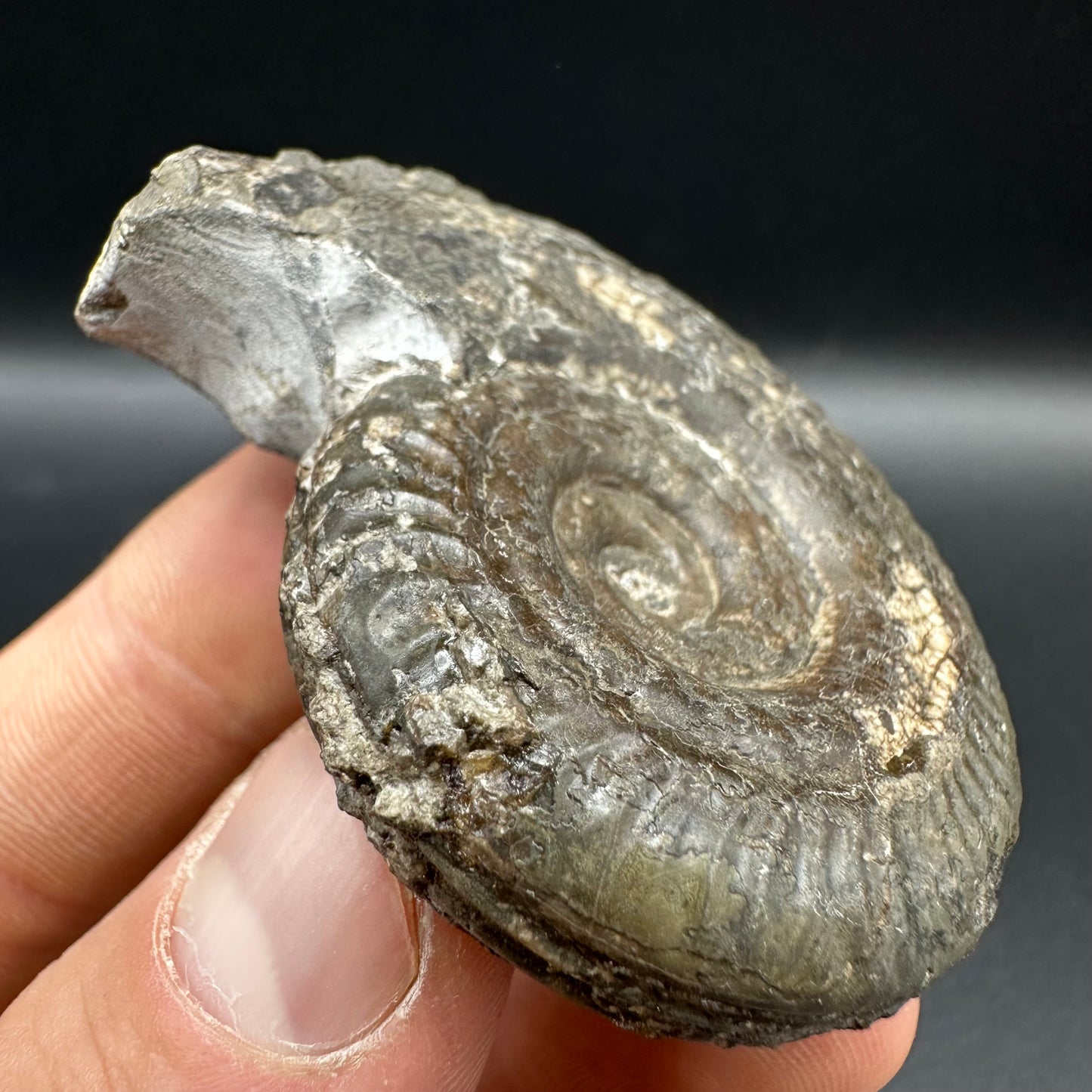 Hildoceras Bifrons Ammonite fossil with box and stand - Whitby, North Yorkshire Jurassic Coast, Yorkshire Fossils from the Jurassic Coast