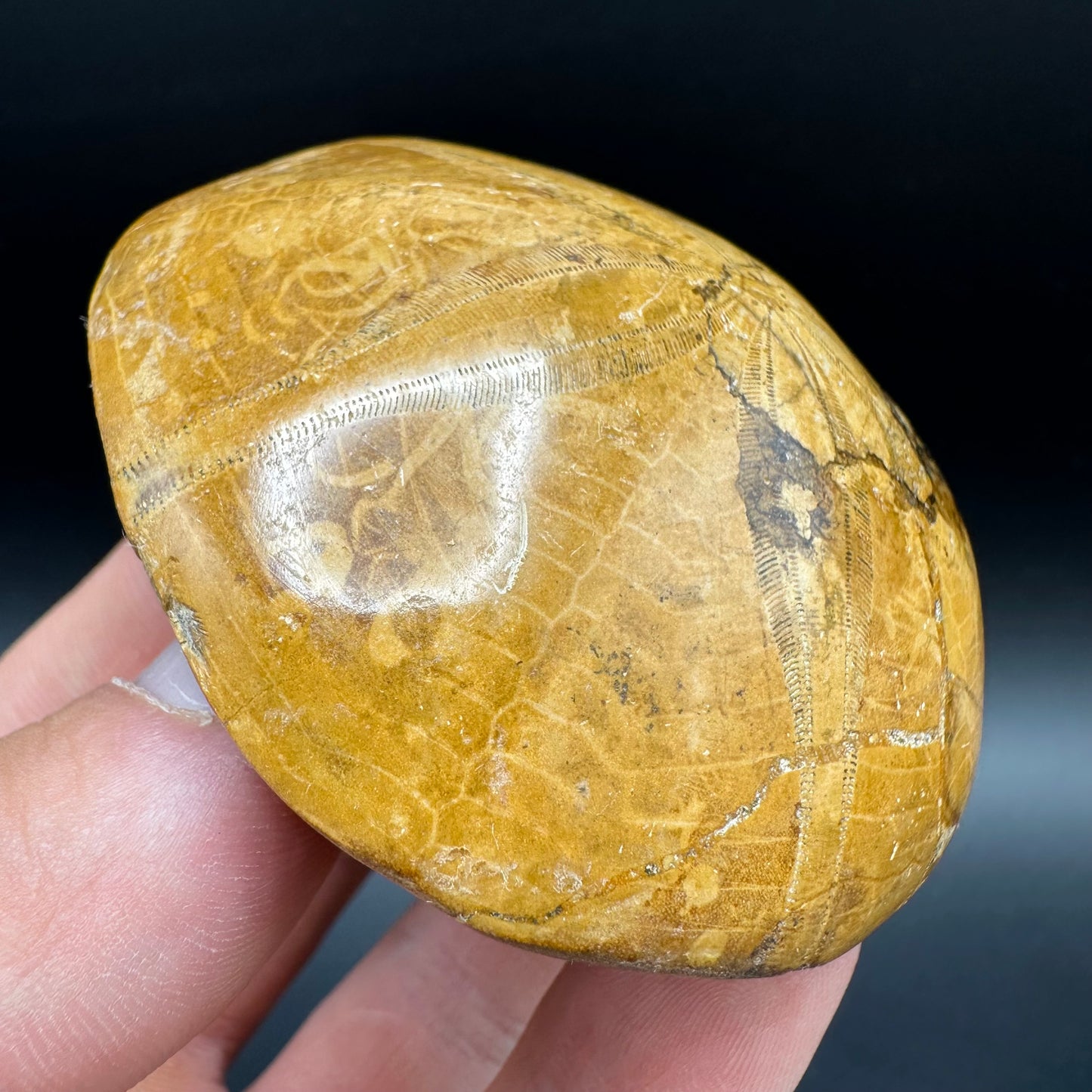 Holectypus Sea Urchin Fossil With Box And Stand - Middle Jurassic Madagascar