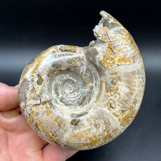 Puzosia Ammonite Fossil With Box And Stand - Cretaceous Ammonite Madagascar