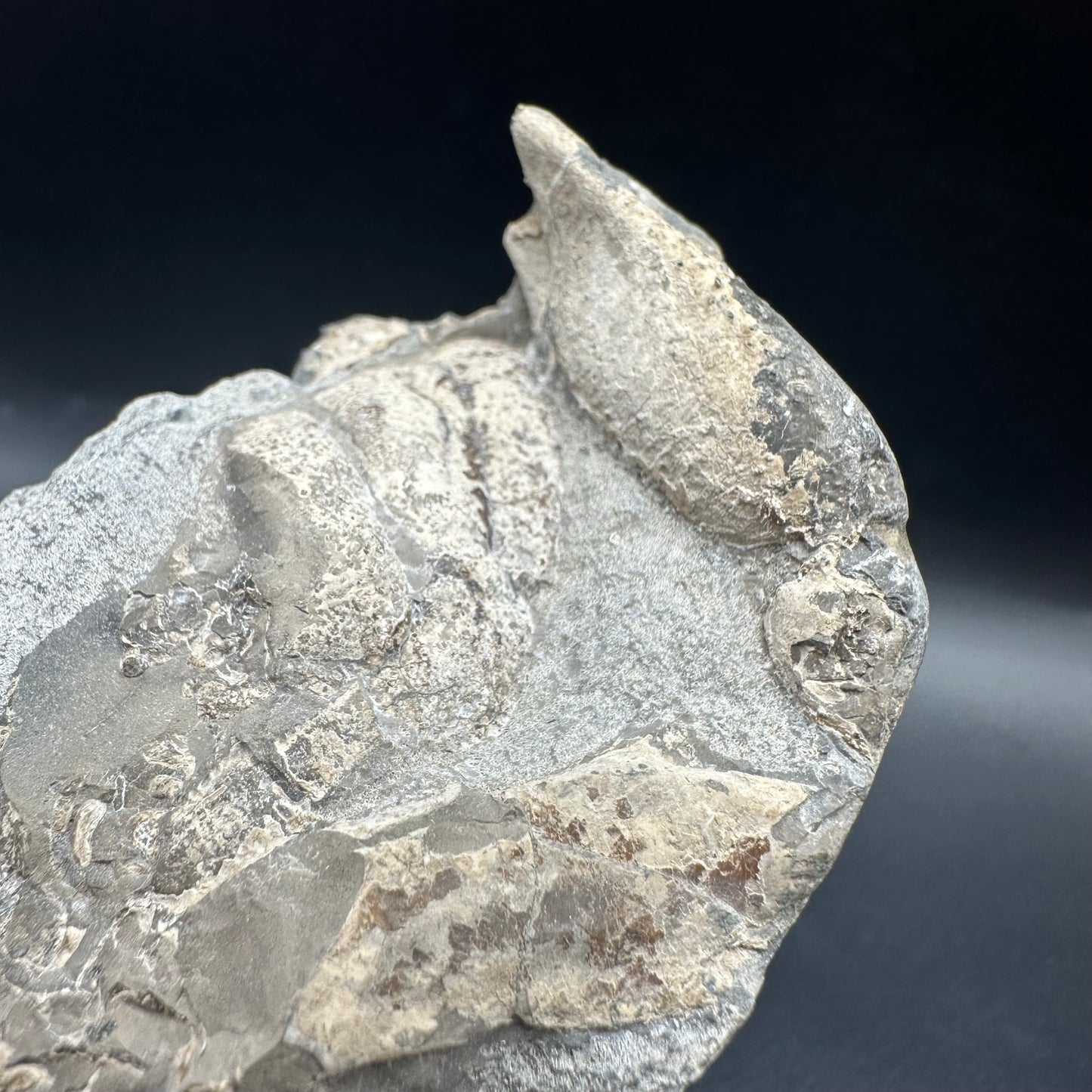 Lobster fossil with box and stand - Whitby, North Yorkshire Jurassic Coast, Yorkshire fossils