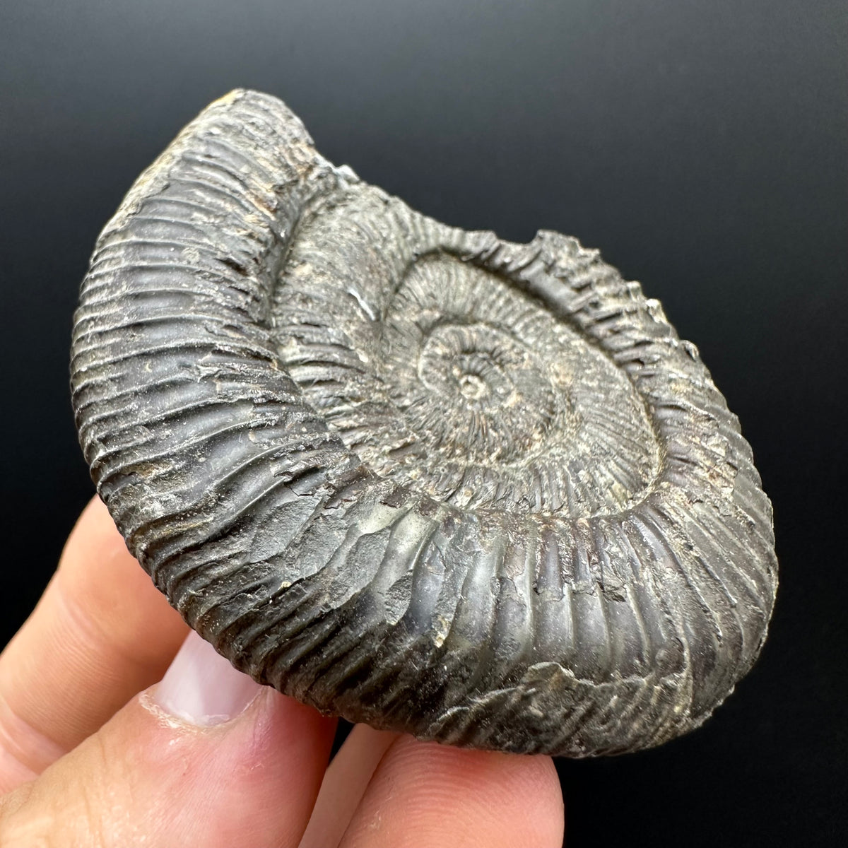 Dactylioceras Ammonite Fossil With box and Stand - Whitby, North Yorkshire Jurassic Coast Yorkshire Fossils