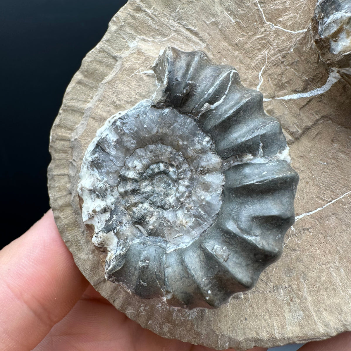 Androgynoceras maculatum ammonite fossil with stand - Whitby, North Yorkshire Jurassic Coast Yorkshire Fossils