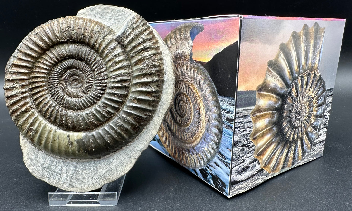 Dactylioceras Ammonite Fossil With Box And Stand - Whitby, North Yorkshire Jurassic Coast Yorkshire Fossils