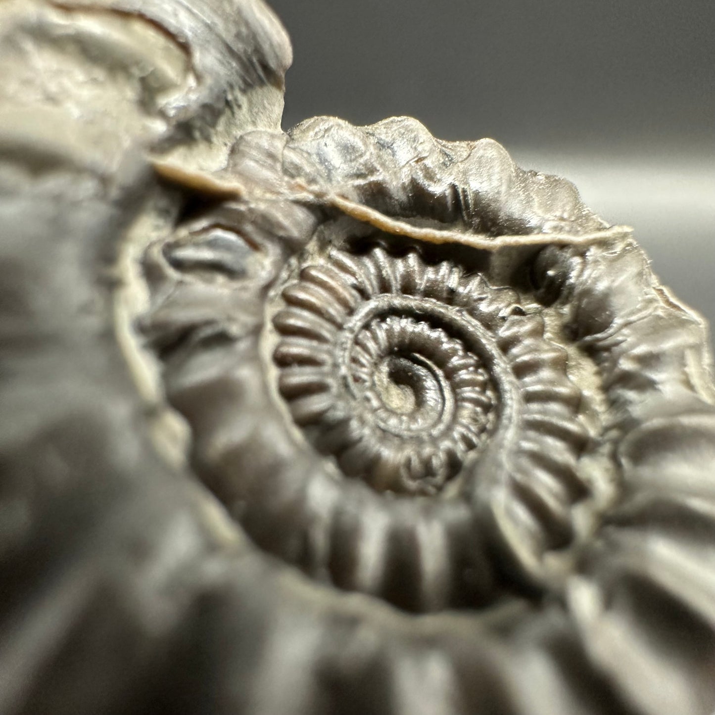 Gagaticeras Ammonite fossil with box and stand - Whitby, North Yorkshire Jurassic Coast Yorkshire Fossils