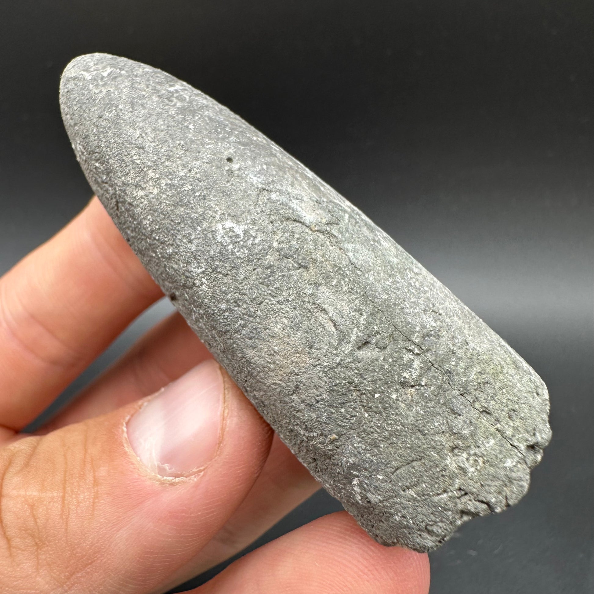 Belemnite (Fossil Squid) shell fossil - Whitby, North Yorkshire Jurass ...