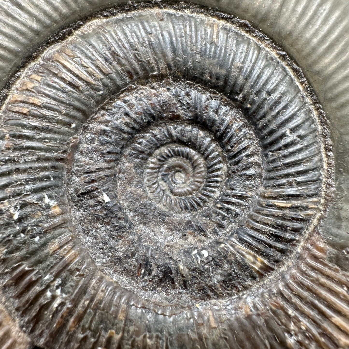 Dactylioceras tenuicostatum Ammonite fossil with box and stand - Whitby, North Yorkshire Jurassic Coast