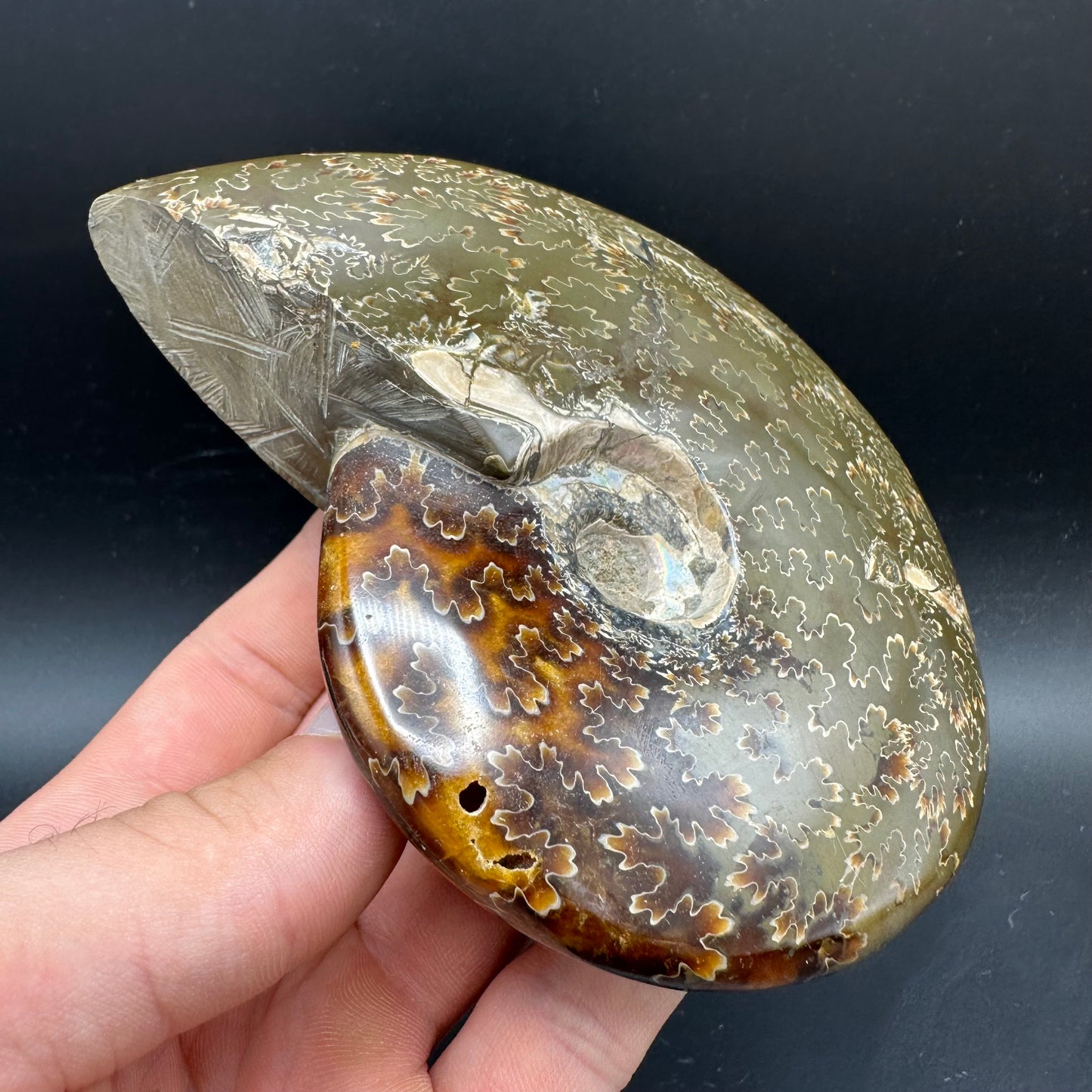 Cleoniceras Ammonite Fossil With Stand - Cretaceous Ammonite Madagascar