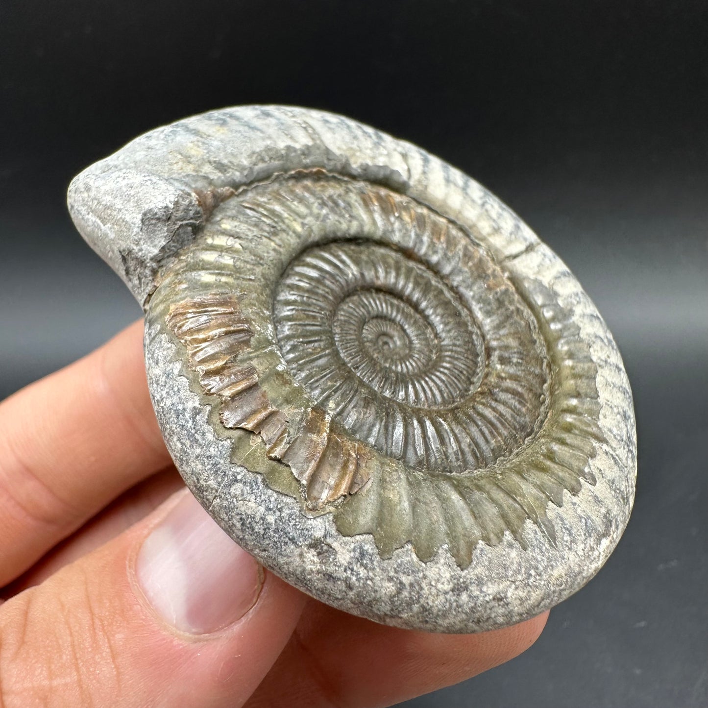 Dactylioceras Ammonite Fossil With box and Stand - Whitby, North Yorkshire Jurassic Coast Yorkshire Fossils