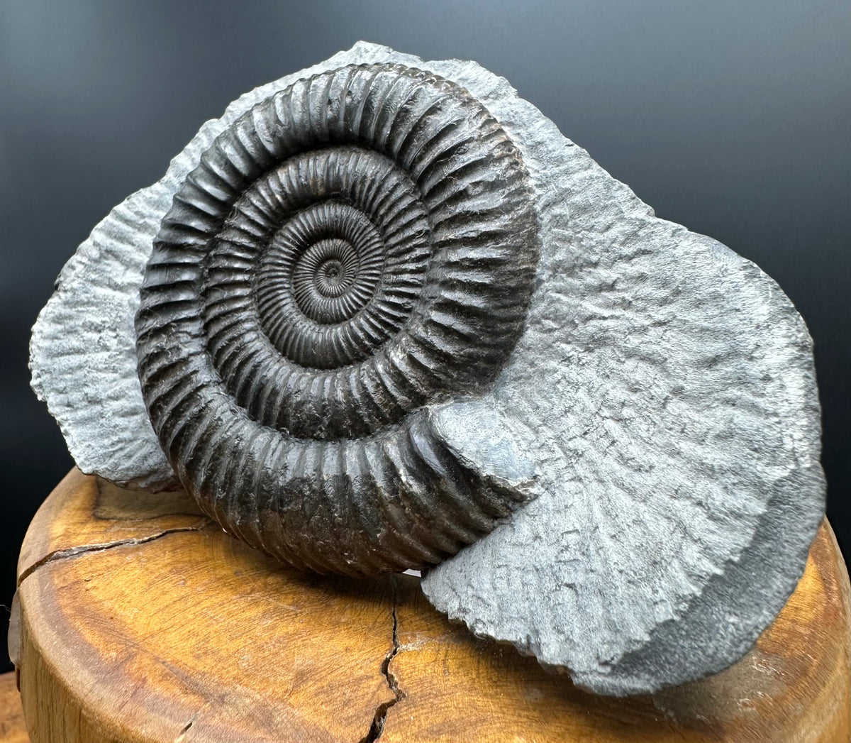 Dactylioceras Ammonite Fossil With box and Stand - Whitby, North Yorkshire Jurassic Coast Yorkshire Fossils