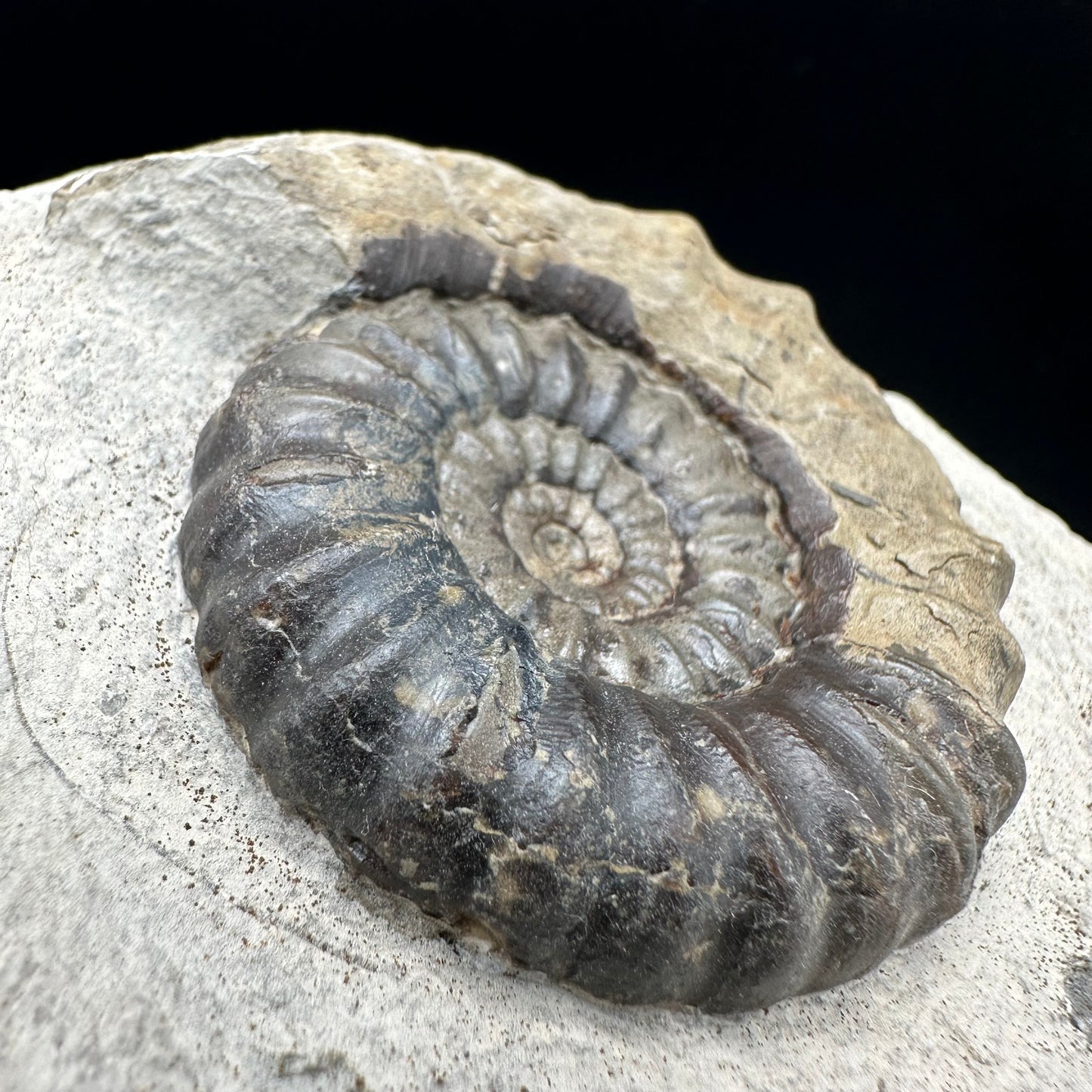 Androgynoceras maculatum Ammonite fossil with gift box and stand - Whitby, North Yorkshire Jurassic Coast Yorkshire Fossils