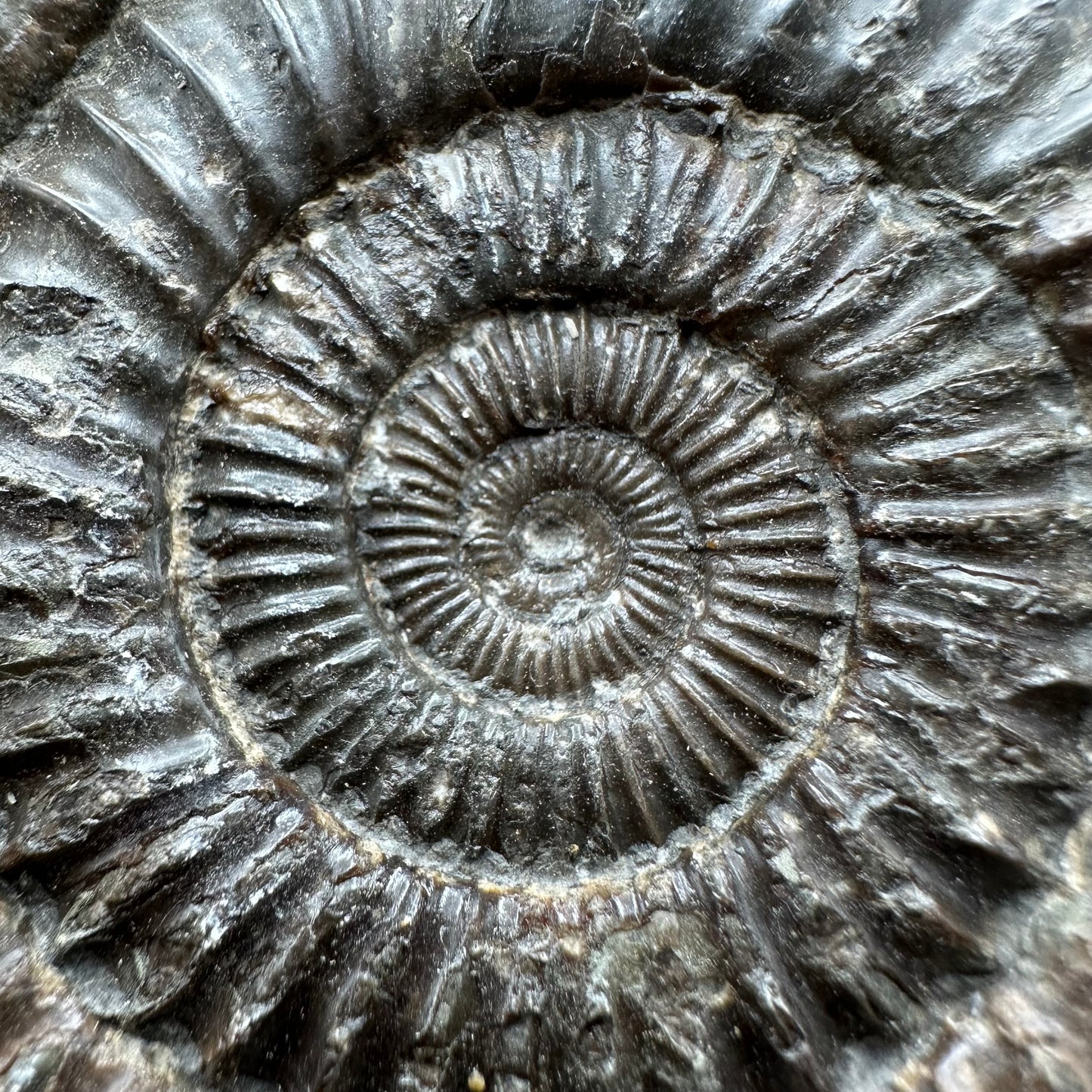 Dactylioceras Ammonite Fossil With box and Stand - Whitby, North Yorkshire Jurassic Coast Yorkshire Fossils