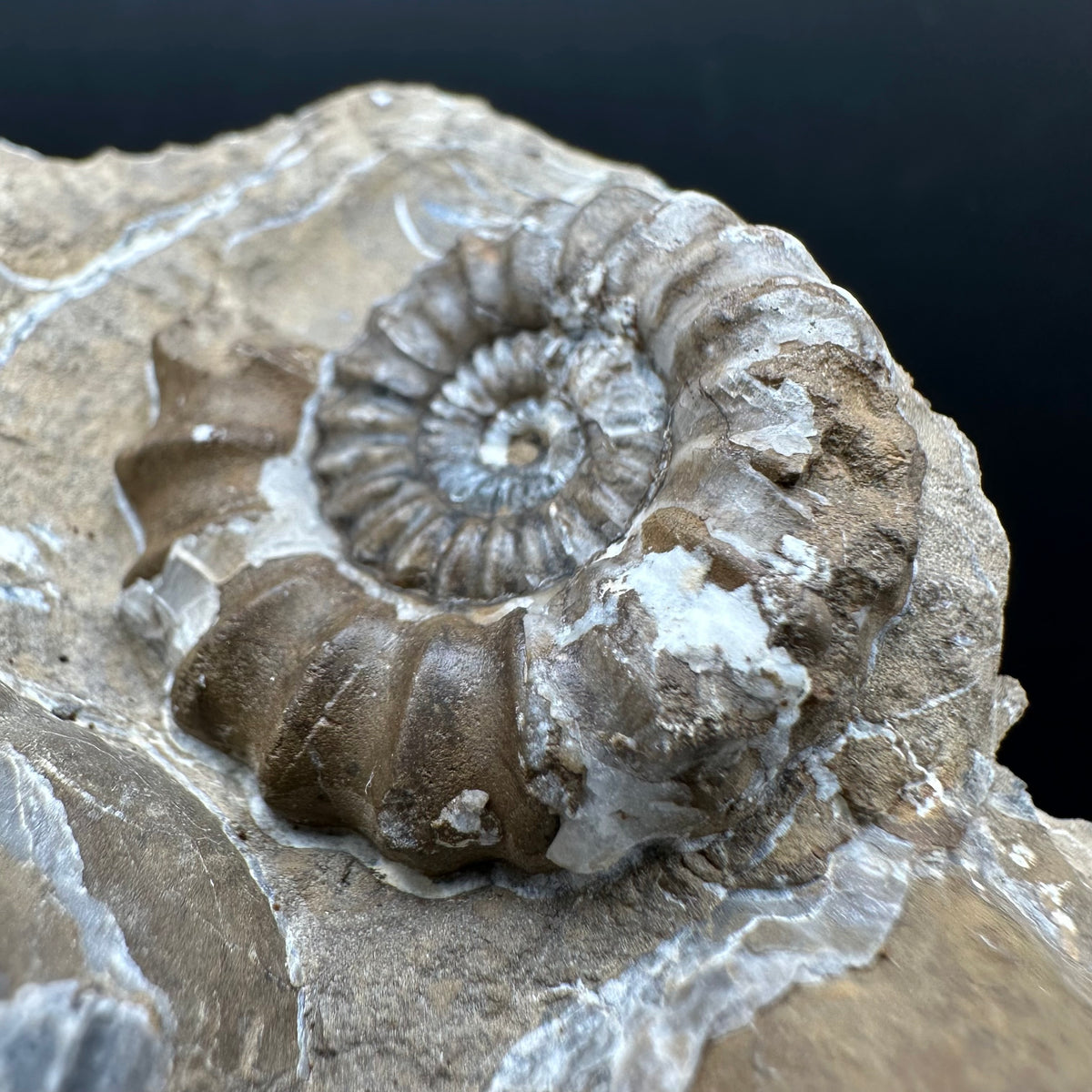 Androgynoceras capricornus Ammonite Fossil With Stand - Whitby, North Yorkshire Jurassic Coast Yorkshire Fossils