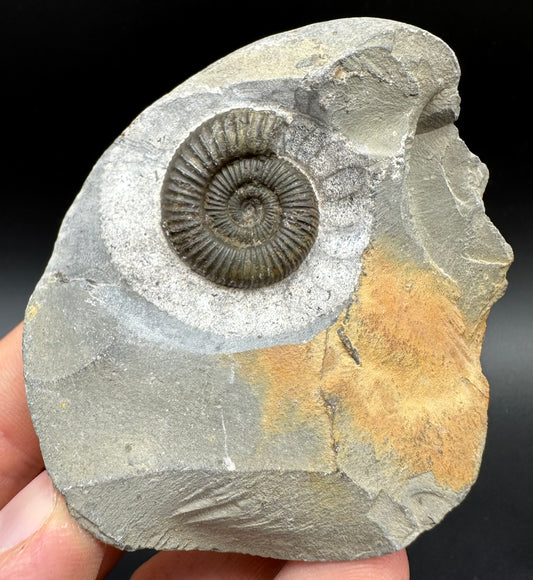 Dactylioceras Ammonite Fossil With Box And Stand - Whitby, North Yorkshire Jurassic Coast Yorkshire Fossils