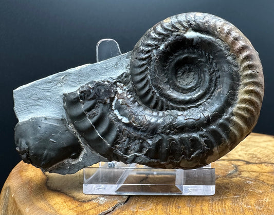 Hildoceras Bifrons Ammonite fossil with box and stand - Whitby, North Yorkshire Jurassic Coast, Yorkshire Fossils from the Jurassic Coast