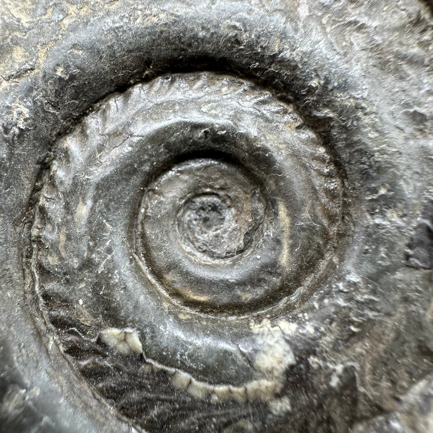 Hildoceras Bifrons Ammonite fossil with box and stand - Whitby, North Yorkshire Jurassic Coast, Yorkshire Fossils from the Jurassic Coast