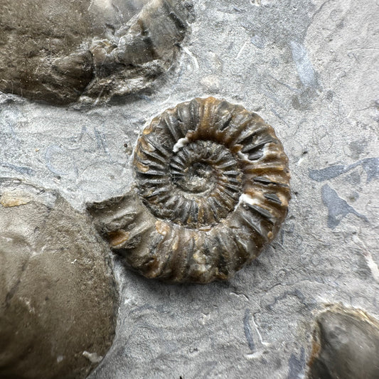 Androgynoceras capricornus Ammonite fossil with box and stand - Whitby, North Yorkshire Jurassic Coast Yorkshire Fossils