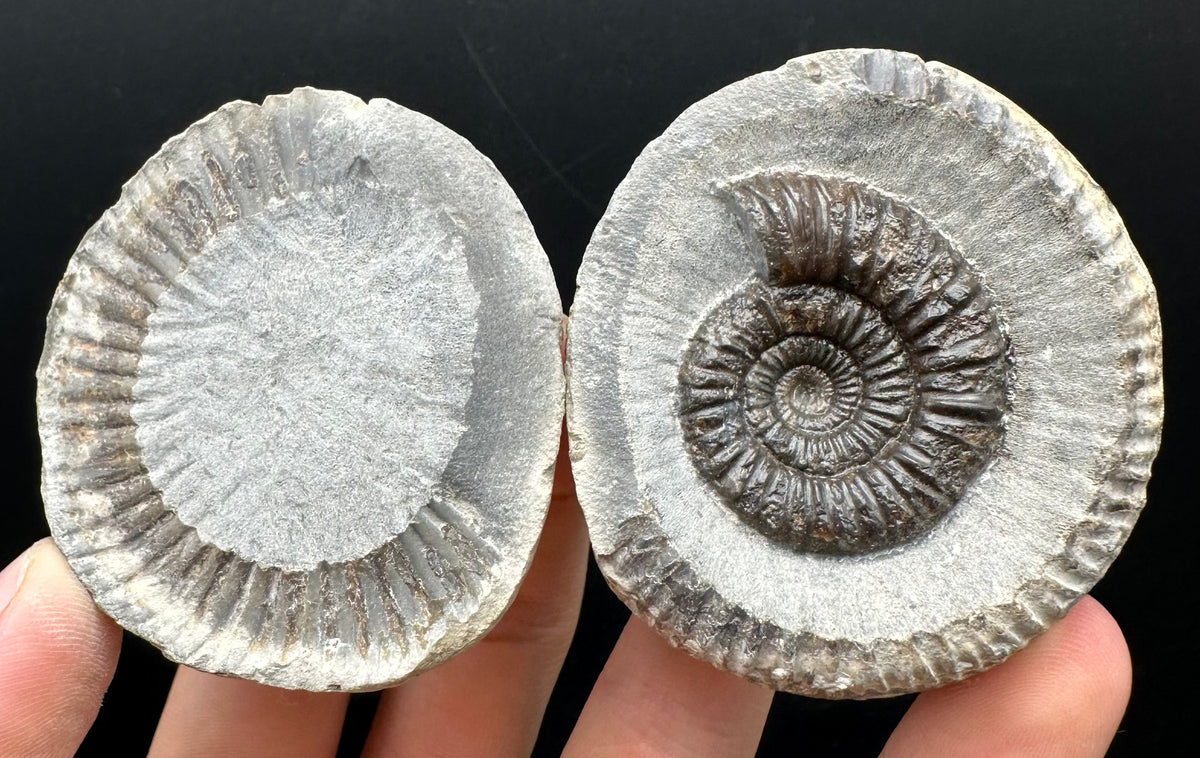 Dactylioceras Ammonite nodule (split pair) Fossil With Box And Stand - Whitby, North Yorkshire Jurassic Coast Yorkshire Fossils