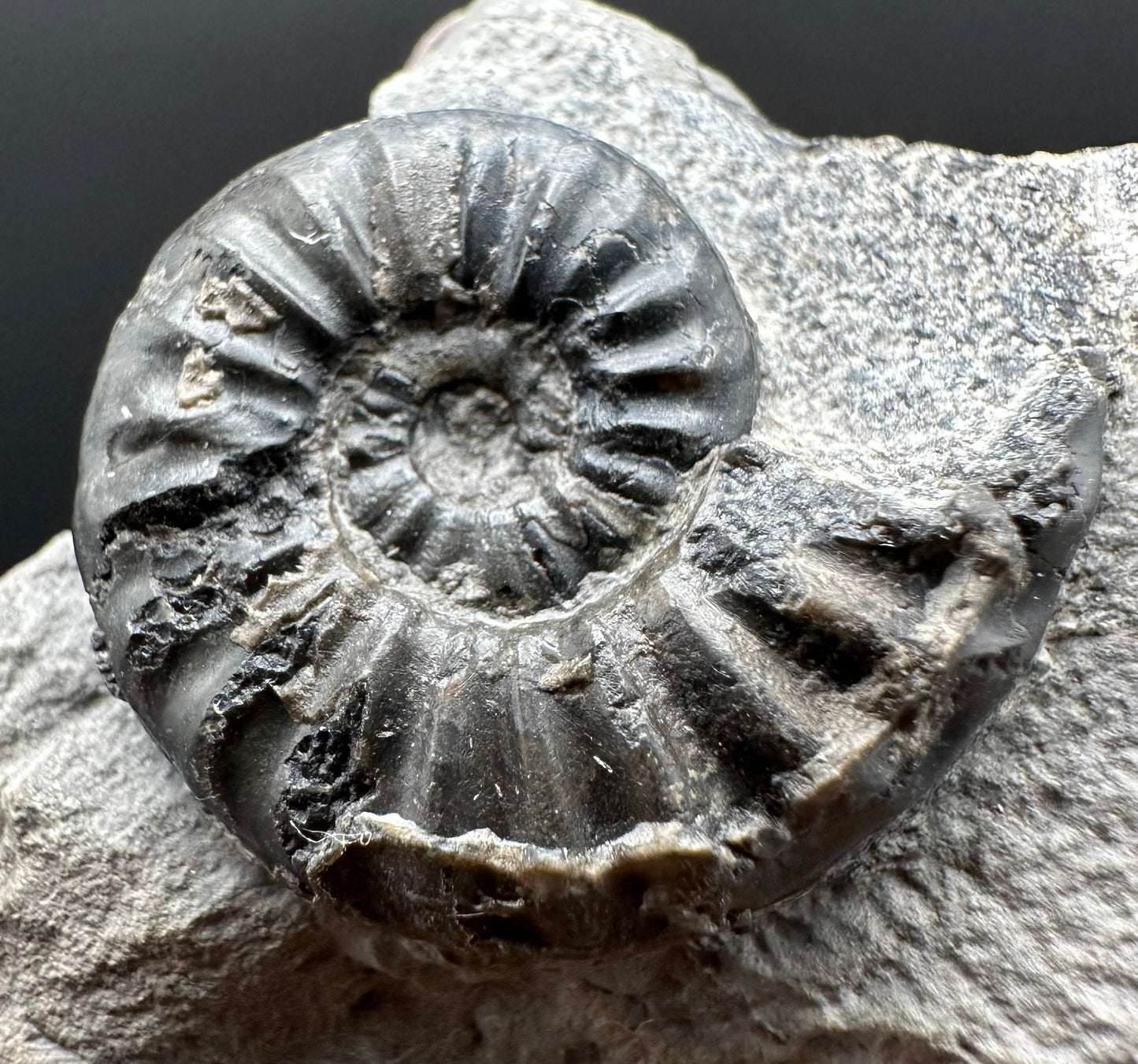 Asteroceras Ammonite fossil with box and stand - Whitby, North Yorkshire Jurassic Coast Yorkshire Fossils