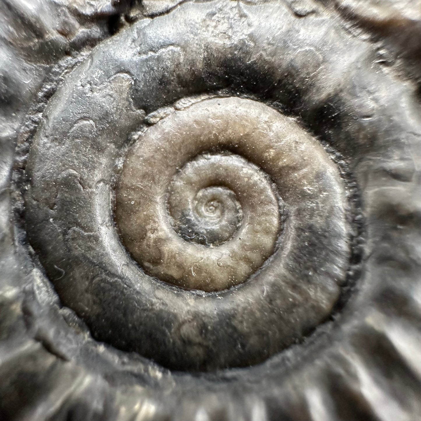 Arnioceras ammonite shell fossil with box and stand - Whitby, North Yorkshire Jurassic Coast Yorkshire Fossils
