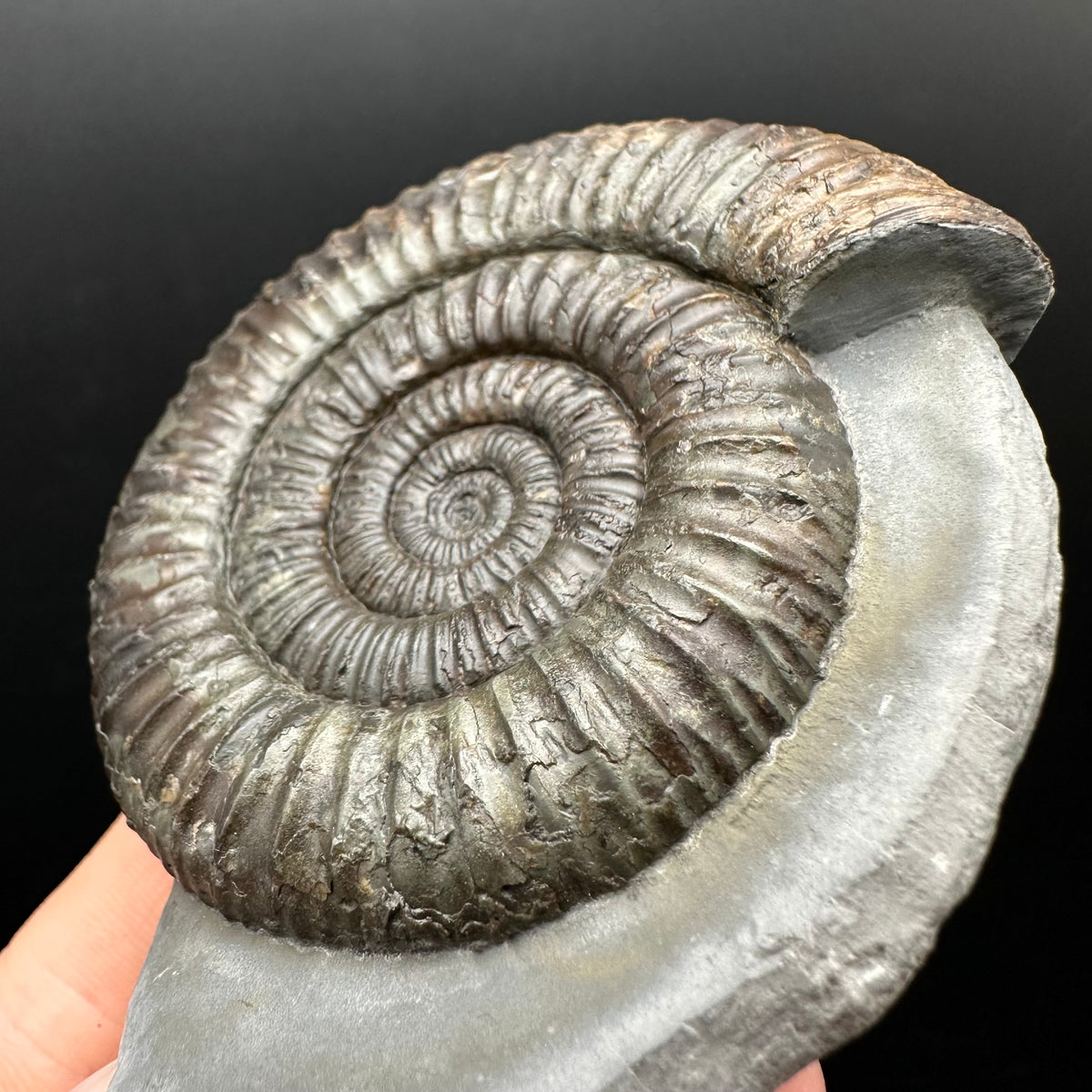 Dactylioceras Ammonite Fossil With box and Stand - Whitby, North Yorkshire Jurassic Coast Yorkshire Fossils