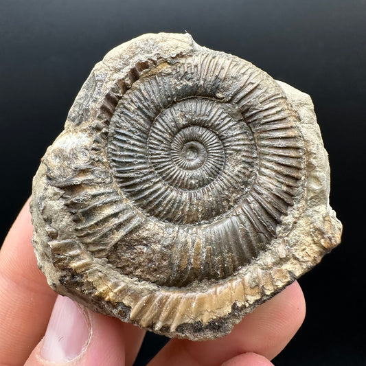 Dactylioceras Ammonite nodule (split pair) Fossil With Box And Stand - Whitby, North Yorkshire Jurassic Coast Yorkshire Fossils