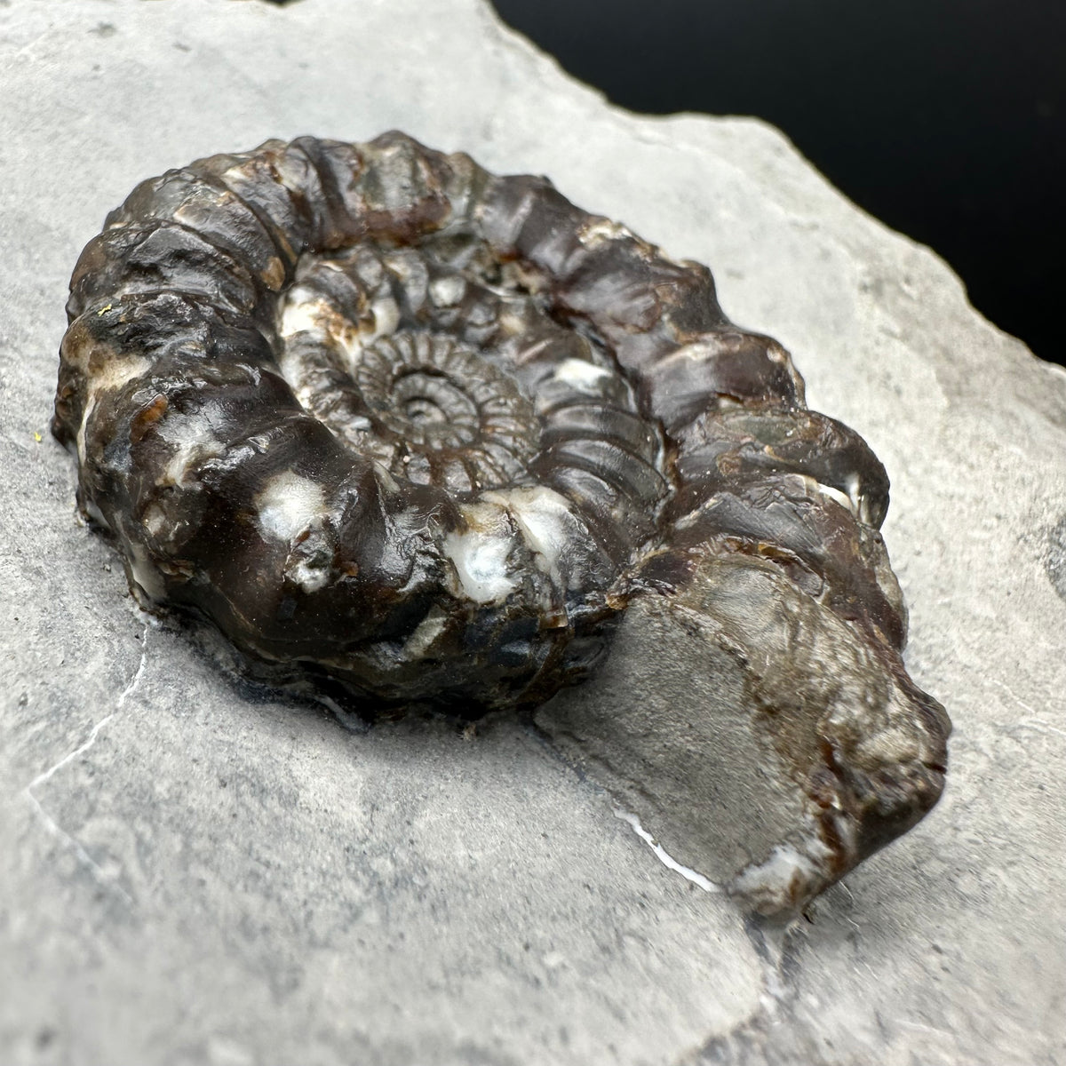 Androgynoceras maculatum ammonite fossil with stand - Whitby, North Yorkshire Jurassic Coast Yorkshire Fossils
