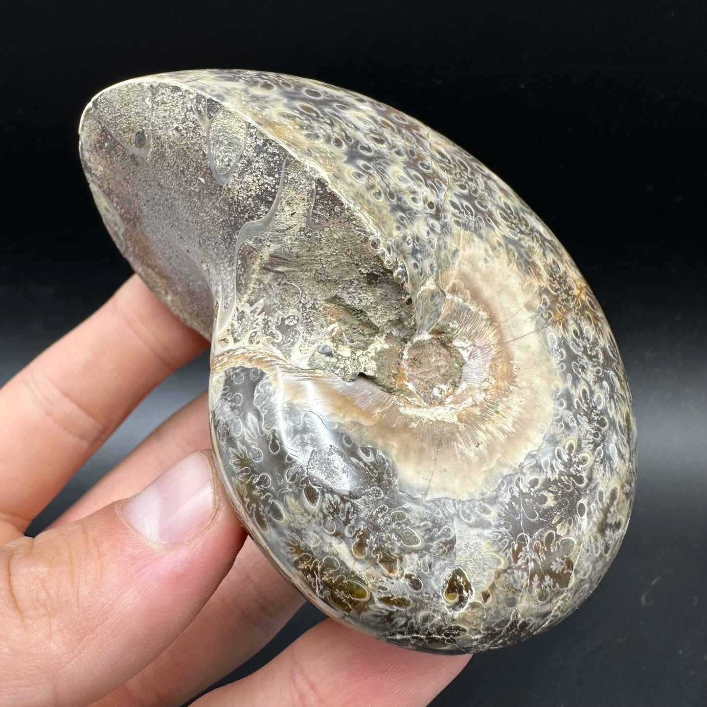Phylloceras Ammonite Fossil With Box And Stand - Cretaceous Ammonite Madagascar