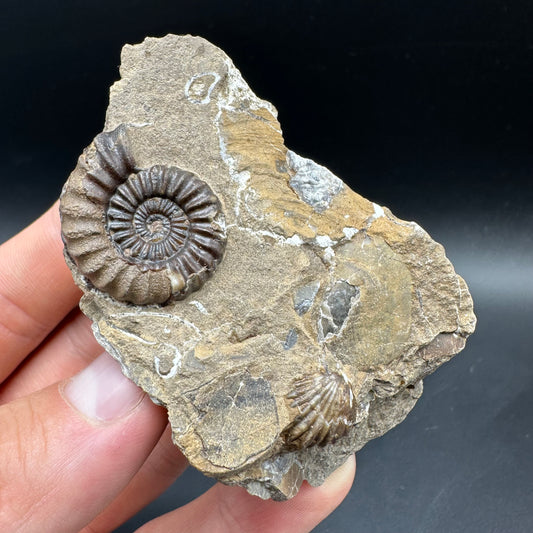 Androgynoceras capricornus Ammonite Fossil With Box And Stand - Whitby, North Yorkshire Jurassic Coast Yorkshire Fossils