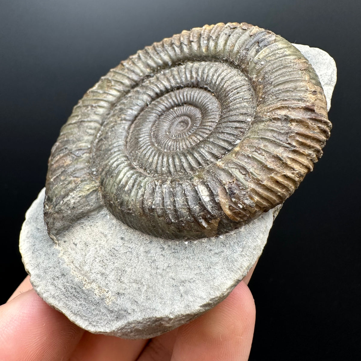 Dactylioceras Ammonite Fossil With box and Stand - Whitby, North Yorkshire Jurassic Coast Yorkshire Fossils