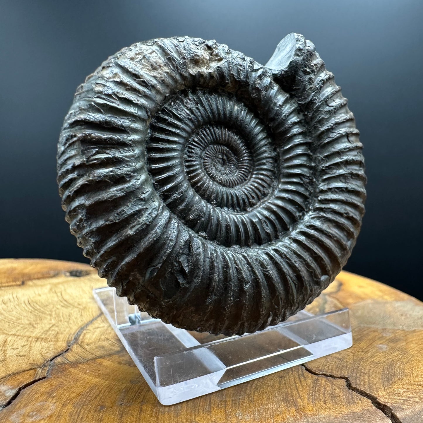 Dactylioceras Ammonite Fossil With box and Stand - Whitby, North Yorkshire Jurassic Coast Yorkshire Fossils