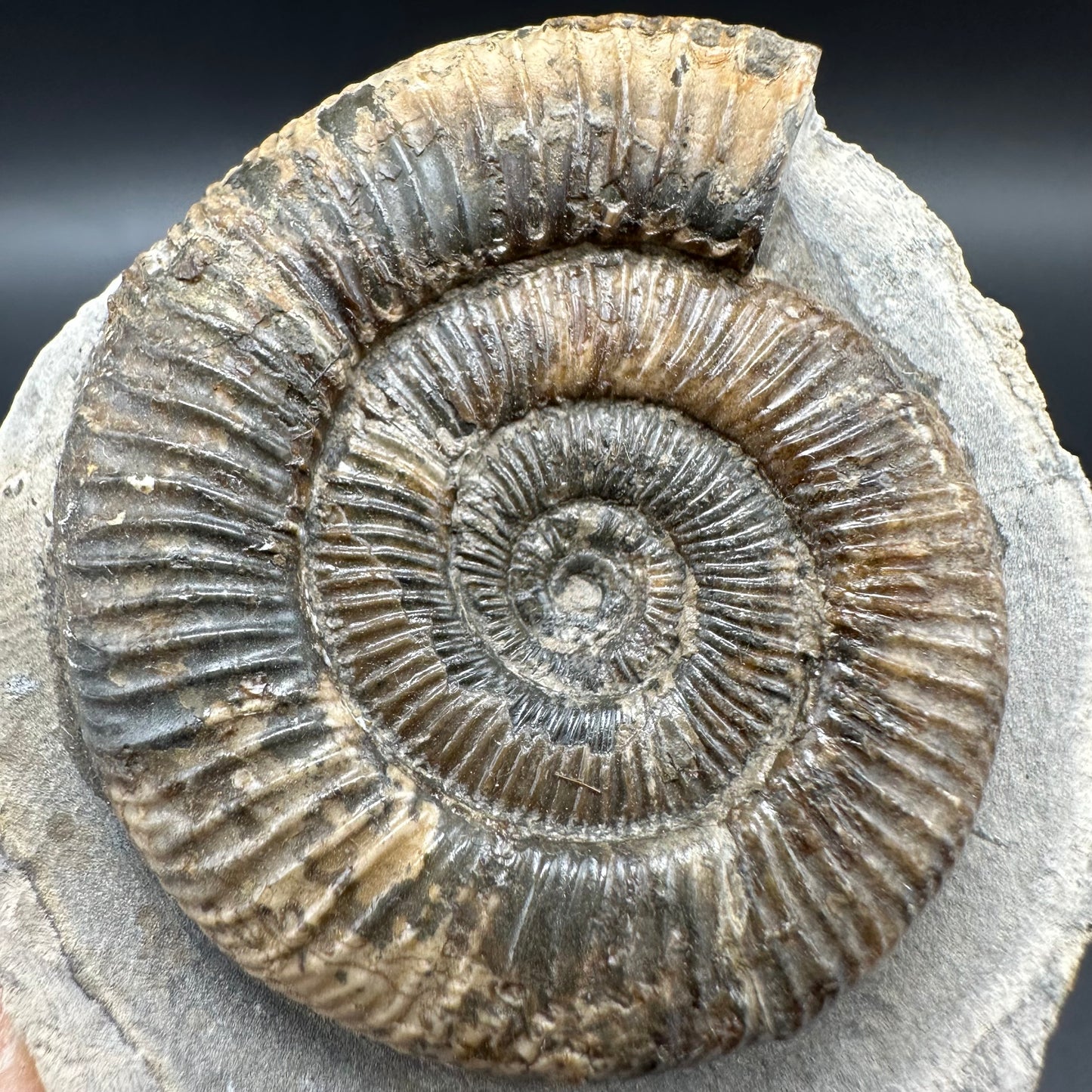 Dactylioceras Ammonite Fossil With Box And Stand - Whitby, North Yorkshire Jurassic Coast Yorkshire Fossils