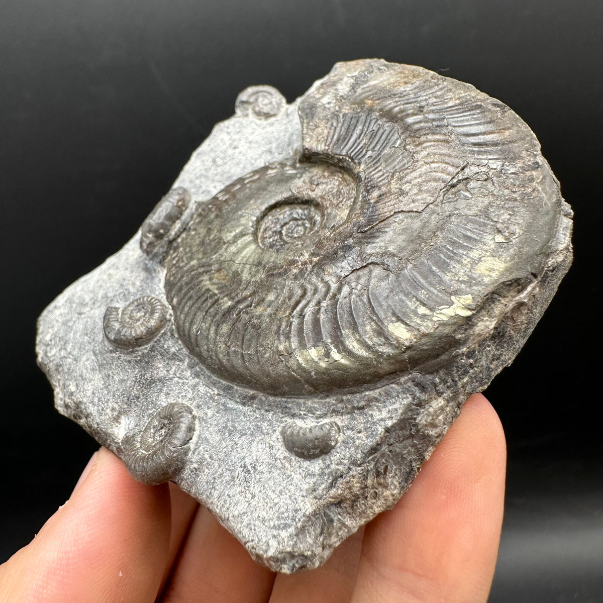 Harpoceras Sp. Ammonite fossil with stand - Whitby, North Yorkshire Jurassic Coast Yorkshire Fossils