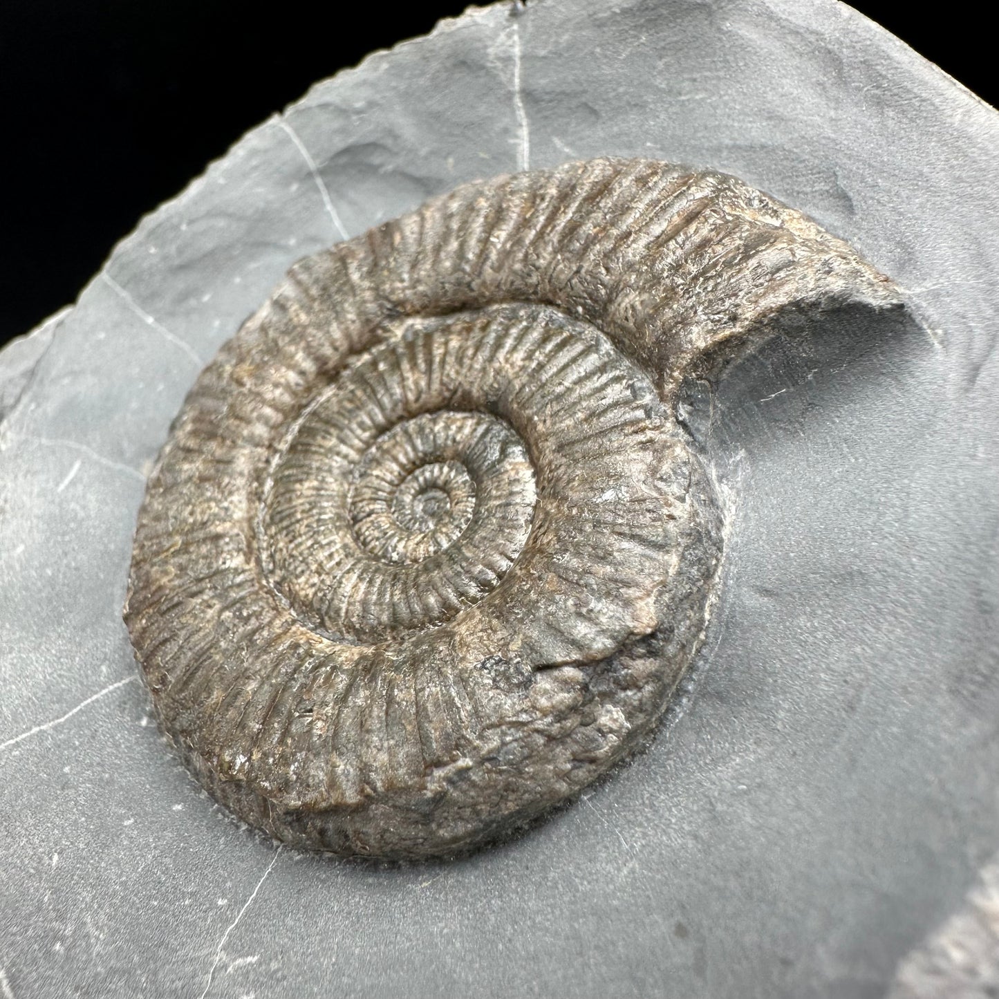 Zugodactylites Ammonite fossil with stand - Whitby, North Yorkshire Jurassic Coast, Yorkshire fossils