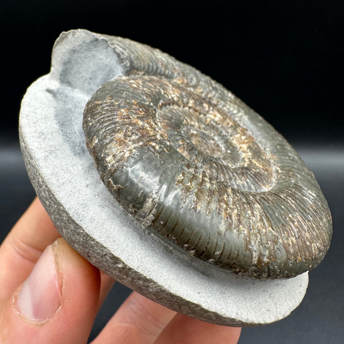 Dactylioceras semicelatum Ammonite fossil with box and stand - Whitby, North Yorkshire Jurassic Coast Yorkshire Fossils