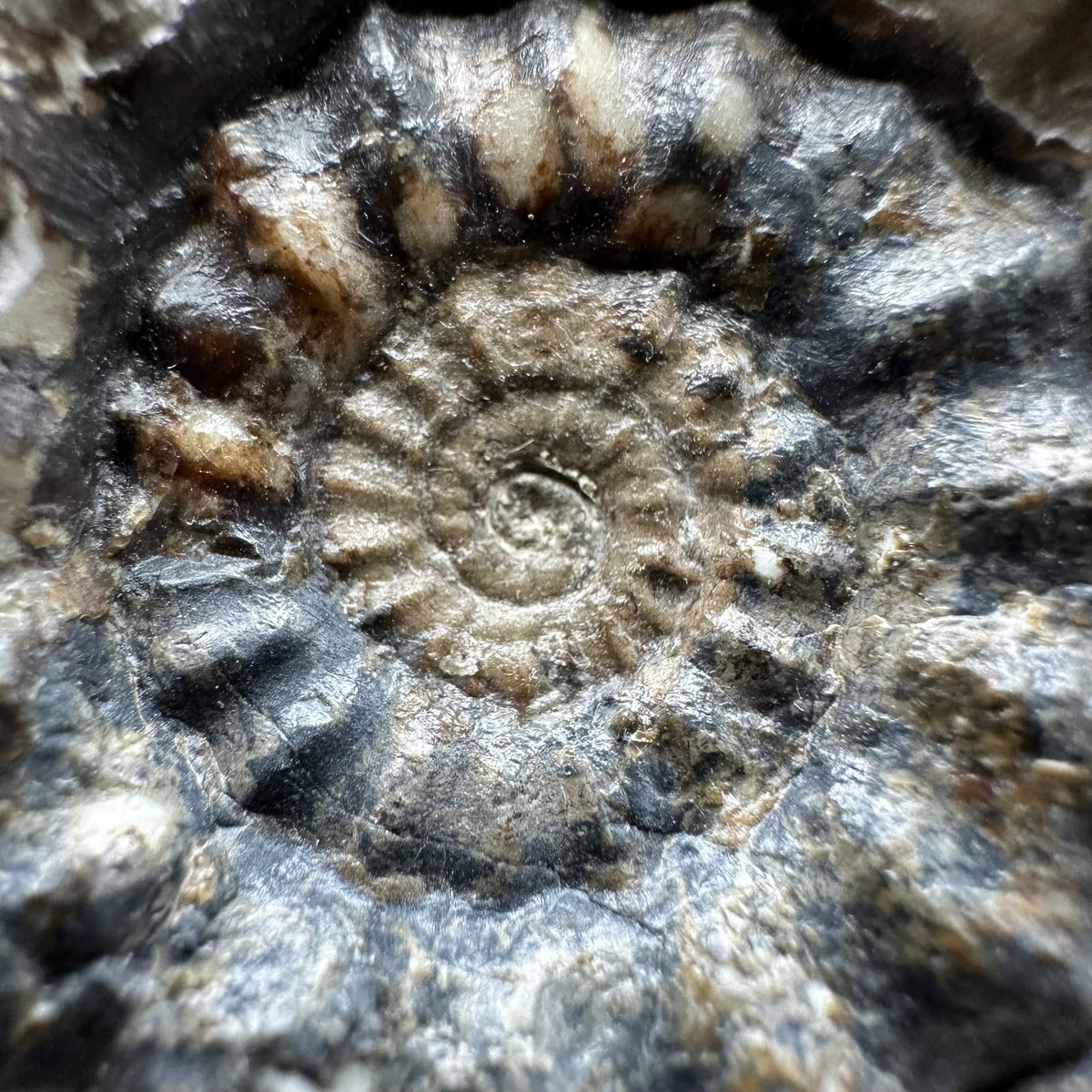 Androgynoceras maculatum ammonite fossil with box and stand - Whitby, North Yorkshire Jurassic Coast Yorkshire Fossils