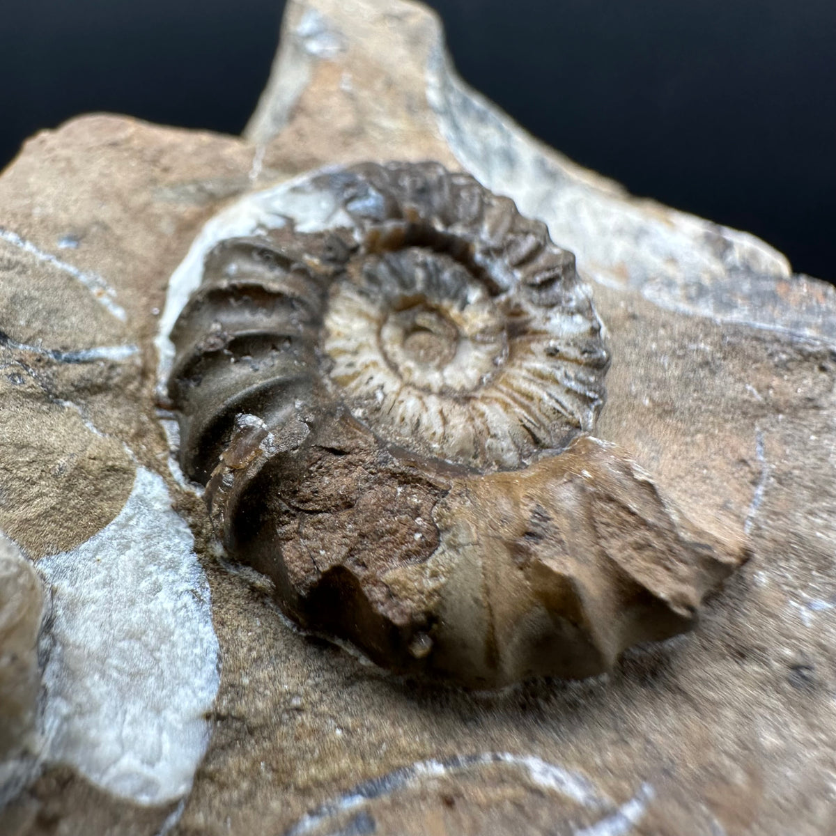 Androgynoceras capricornus Ammonite Fossil With Stand - Whitby, North Yorkshire Jurassic Coast Yorkshire Fossils