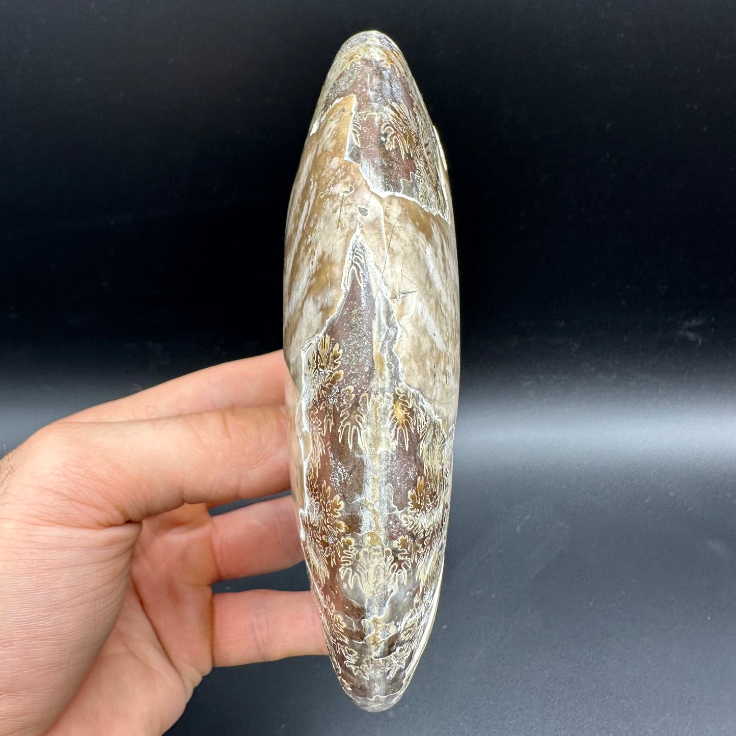 Cleoniceras Ammonite Fossil With Stand - Cretaceous Ammonite Madagascar
