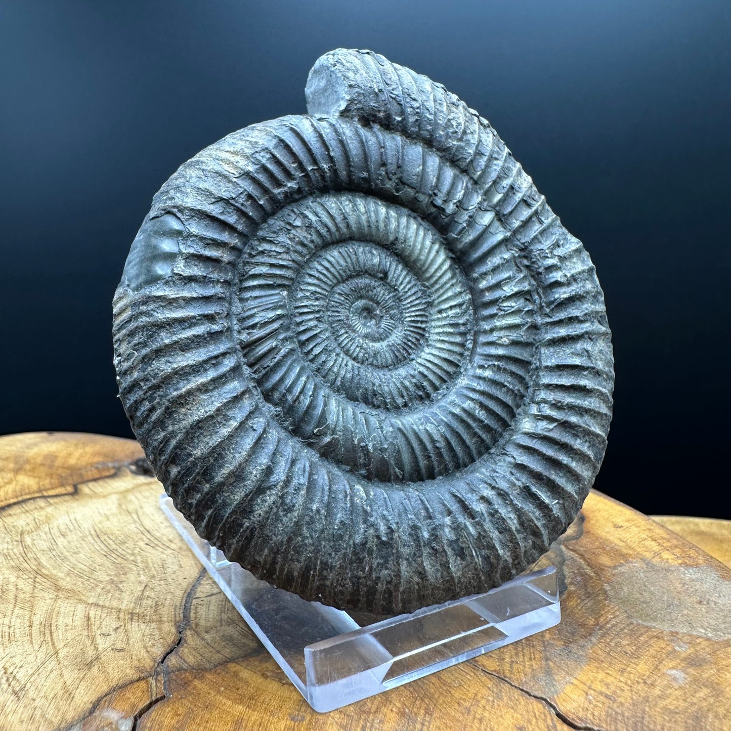Dactylioceras Ammonite Fossil With box and Stand - Whitby, North Yorkshire Jurassic Coast Yorkshire Fossils