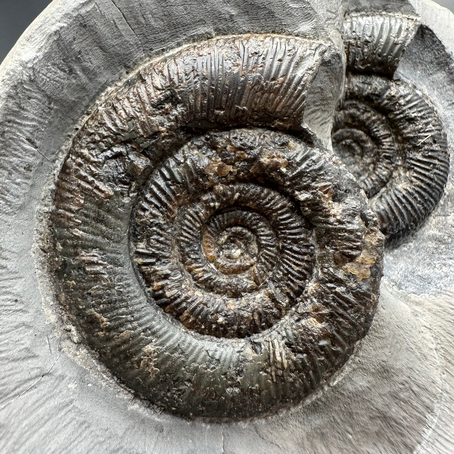 Dactylioceras tenuicostatum Ammonite fossil with box and stand - Whitby, North Yorkshire Jurassic Coast
