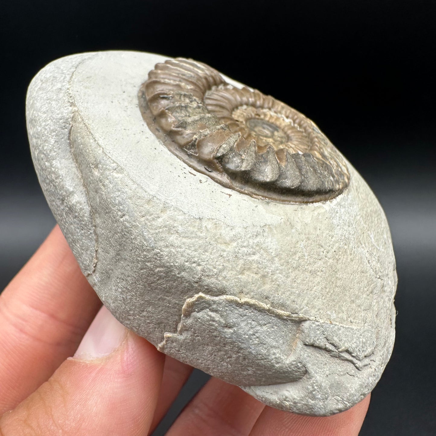 Arnioceras ammonite shell fossil with box and stand - Whitby, North Yorkshire Jurassic Coast Yorkshire Fossils