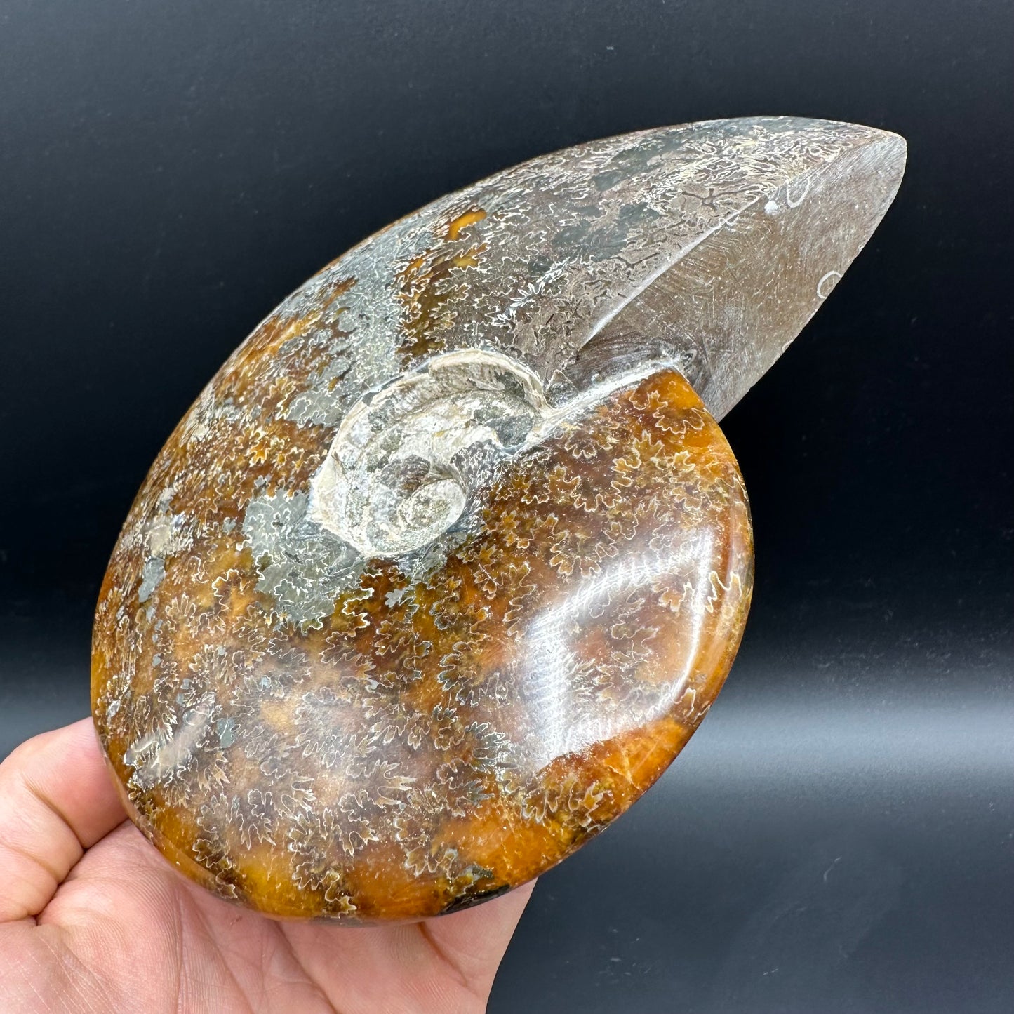Cleoniceras Ammonite Fossil With Stand - Cretaceous Ammonite Madagascar