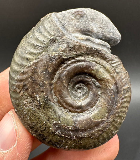 Snakestone Ammonite Fossil With Bag/Box And Stand - Whitby, North Yorkshire Jurassic Coast Yorkshire Fossils