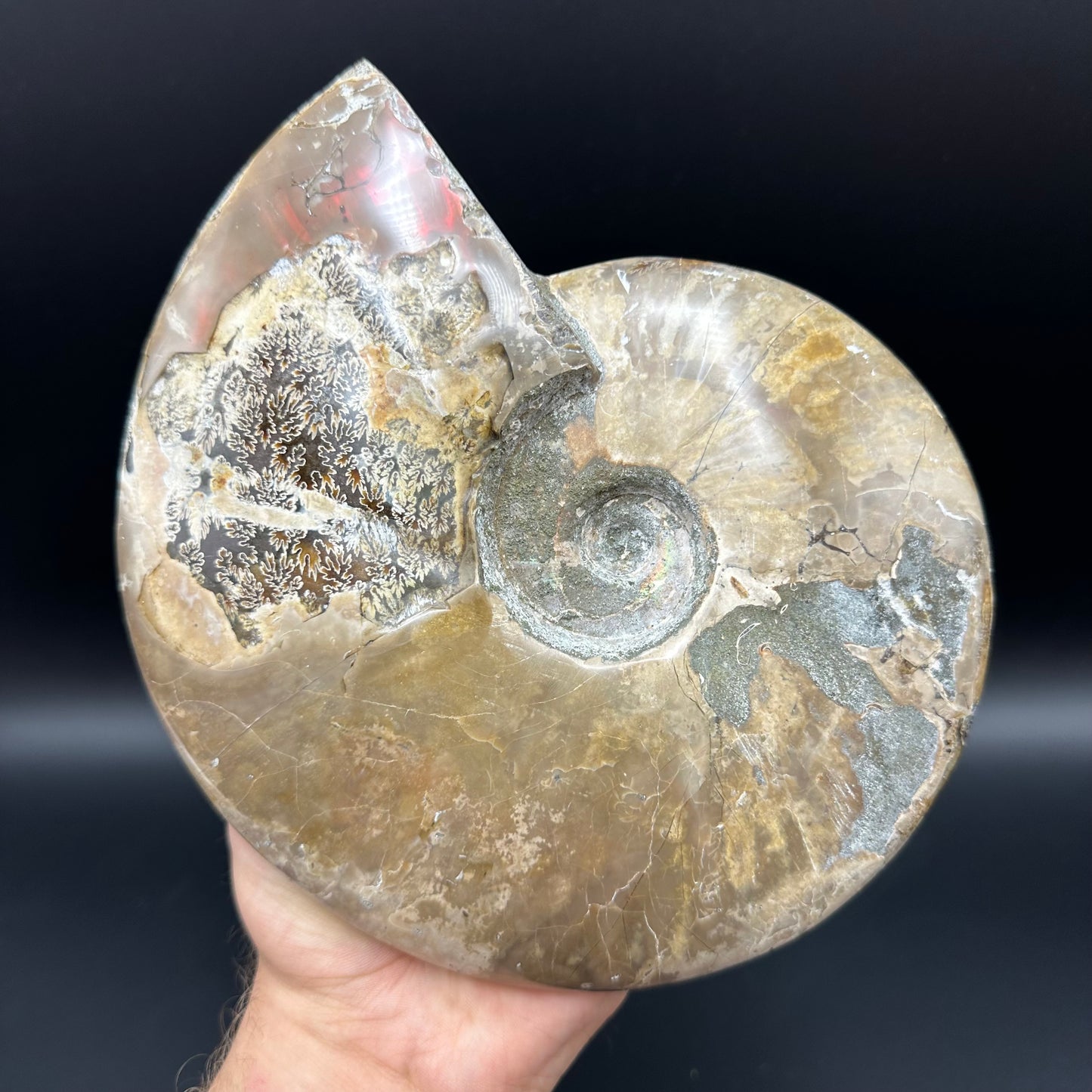 Cleoniceras Ammonite Fossil With Stand - Cretaceous Ammonite Madagascar