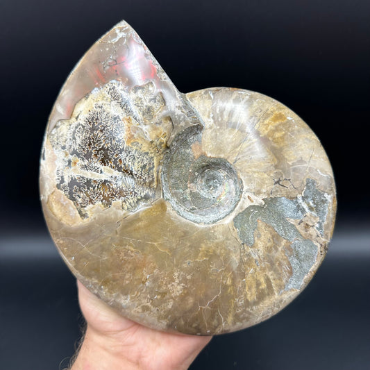 Cleoniceras Ammonite Fossil With Stand - Cretaceous Ammonite Madagascar
