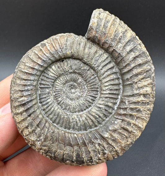 Dactylioceras Ammonite Fossil With Box And Stand - Whitby, North Yorkshire Jurassic Coast Yorkshire Fossils